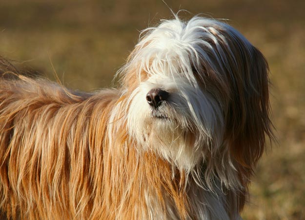 Тибетский терьер порода собак