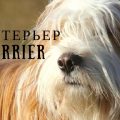 Тибетский терьер: история, описание и характер породы собак