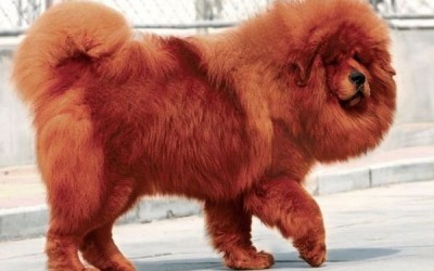 Тибетский мастиф порода собак