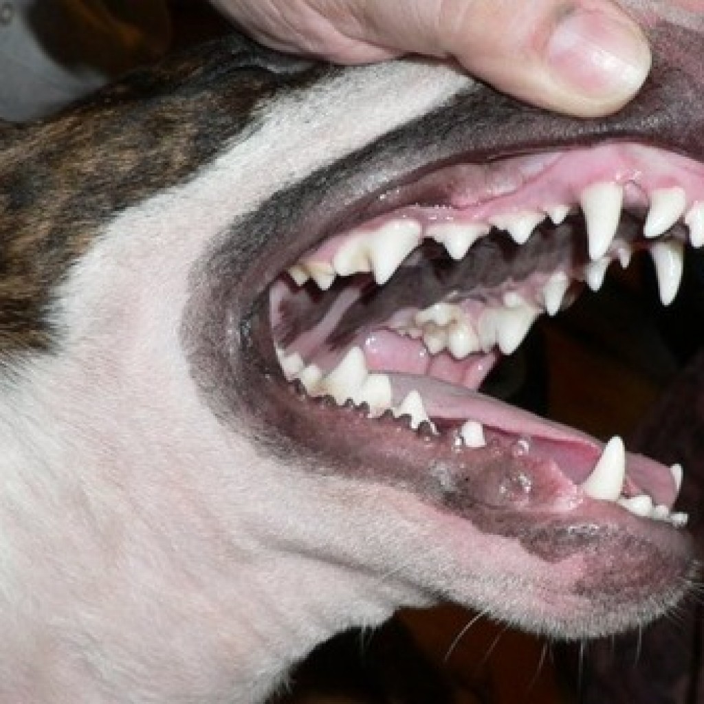 возраст собаки по зубам фото