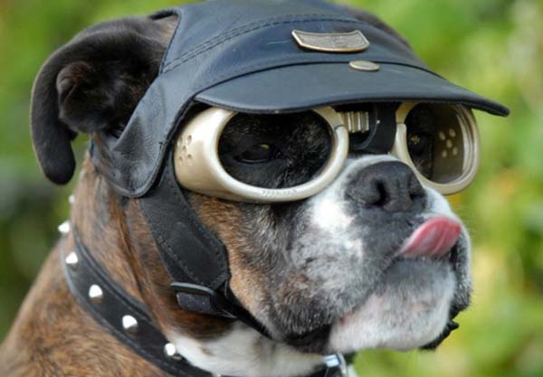 Нужные ли собаке солнечные очки?