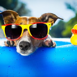 Нужные ли собаке солнечные очки?