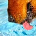 Насколько эффективно работает язык собак при водопое?