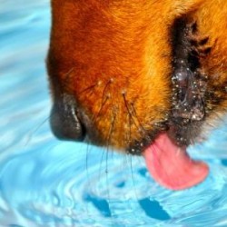 Насколько эффективно работает язык собак при водопое?