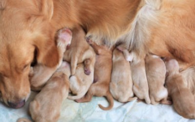 Собачья беременность и роды