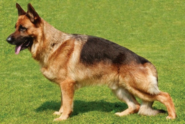 Немецкая овчарка порода собак