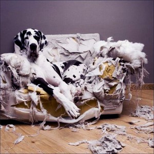 Как отучить собаку или щенка грызть вещи дома?