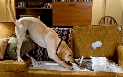 Как отучить щенка грызть мебель?