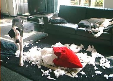 Как отучить щенка грызть мебель?