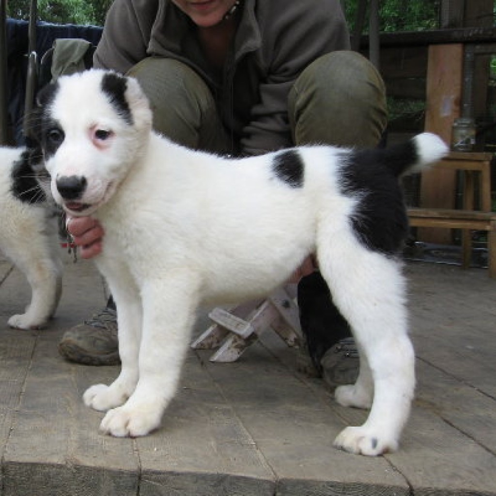 Алабай белый щенок 4 месяца