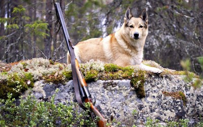 Как приучить охотничью собаку к выстрелам?