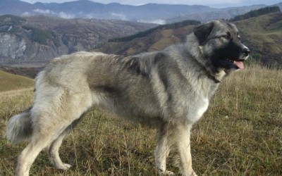 Кавказская овчарка порода собак