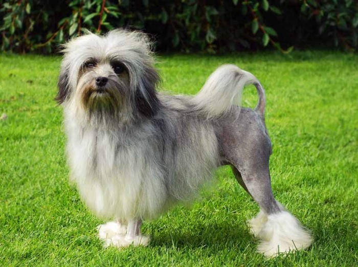 Лион бишон порода собак