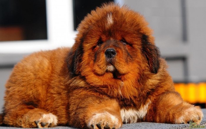 Тибетский мастифф порода собак