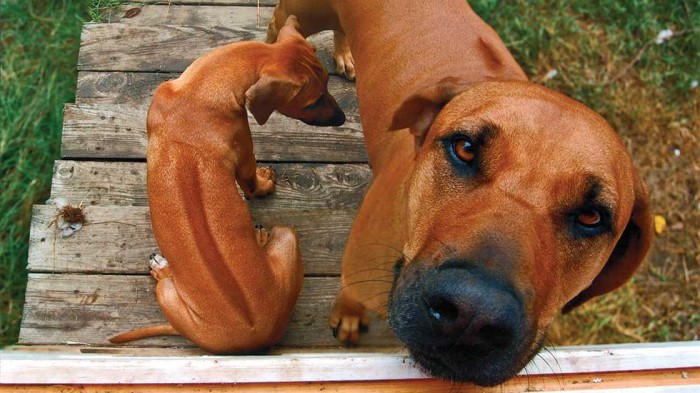 Родезийский риджбек порода собак