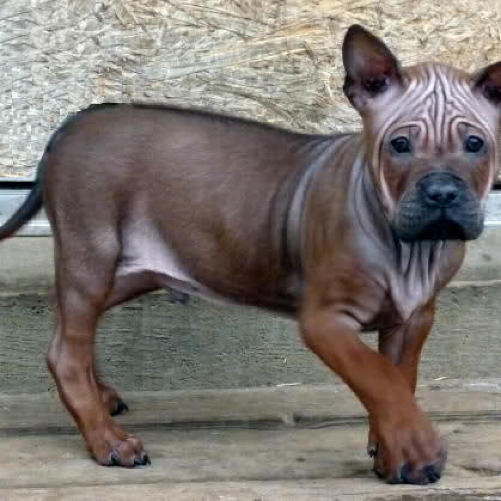 Чунцин Аборигенная собака