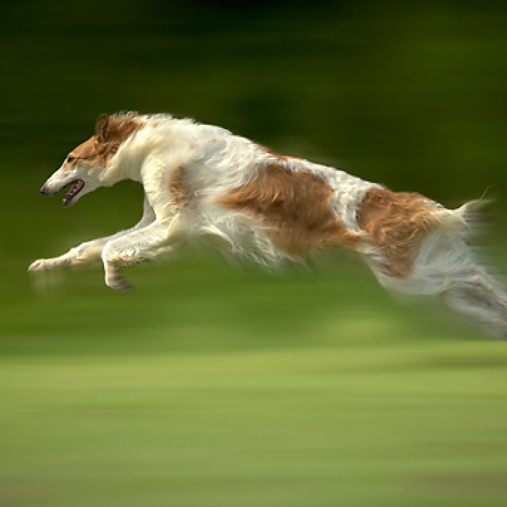 Собачьи бега русская псовая борзая