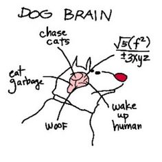 психология собаки
