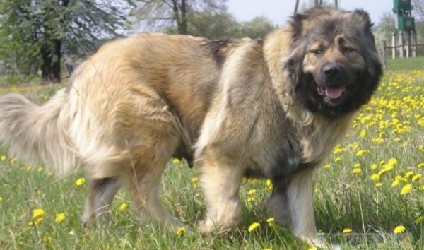 Кавказская овчарка порода собак