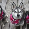 Аляскинский Кли-Кай порода собак