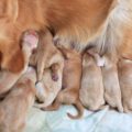Беременность маленькой породы собак