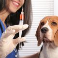 прививка для собаки