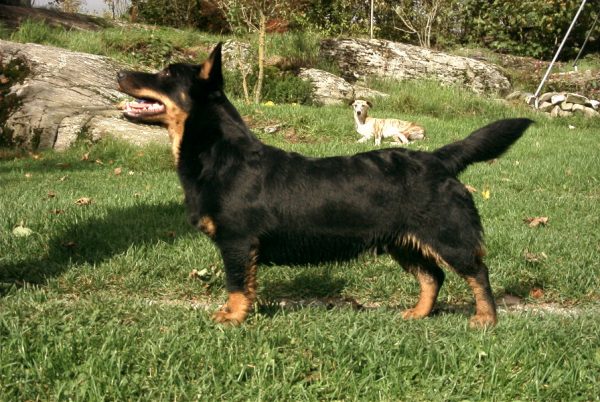 Ланкаширский хилер порода собак