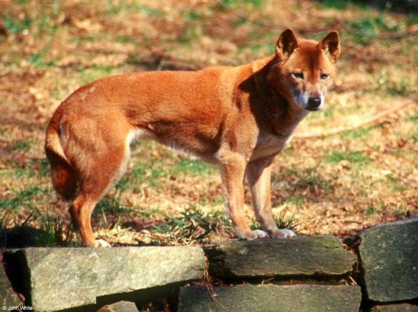 Новогвинейская поющая порода собак
