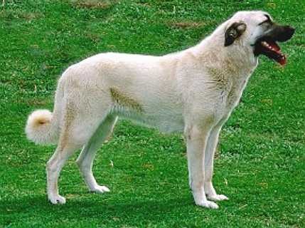 Кангал порода собак