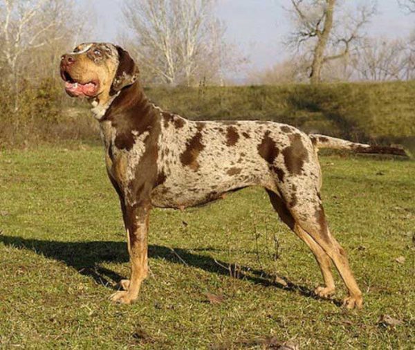 Леопардовая Собака Катахулы порода собак