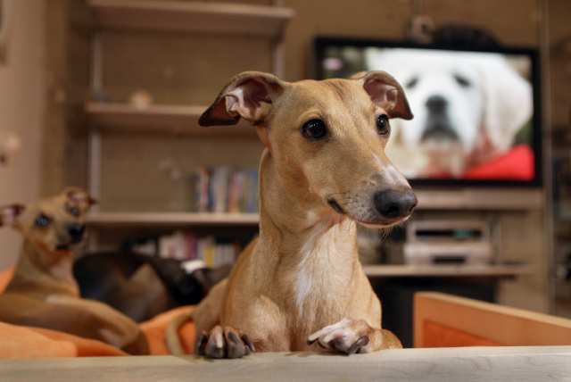 Что видят собаки, когда смотрят телевизор? 