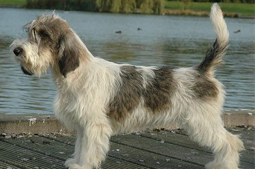 Вандейский Бассет-Гриффон порода собак