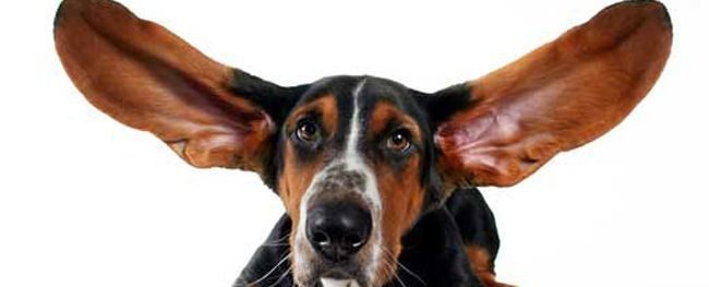 как почистить уши собаке