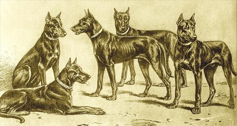 описание породы собак Французский босерон