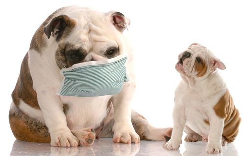 Причины и как лечить кашель у собаки