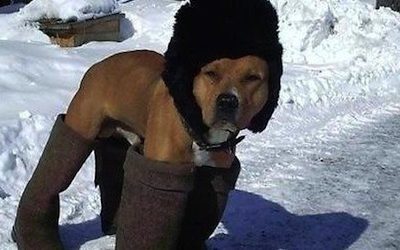 Что делать при обморожении у собаки