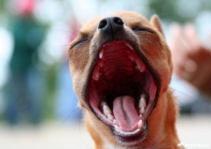 Почему у собаки пахнет изо рта?